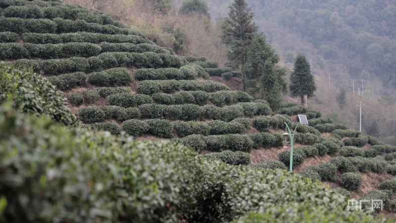 贵州金沙：30万亩茶园吐新绿